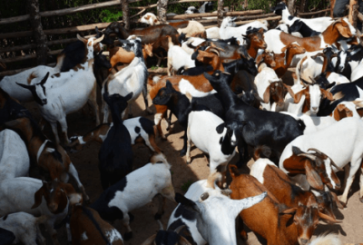 Goats Rearing