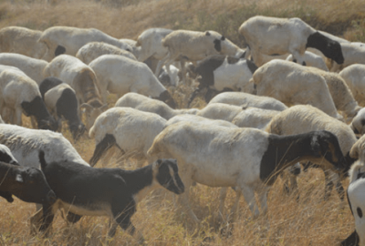 Sheep rearing